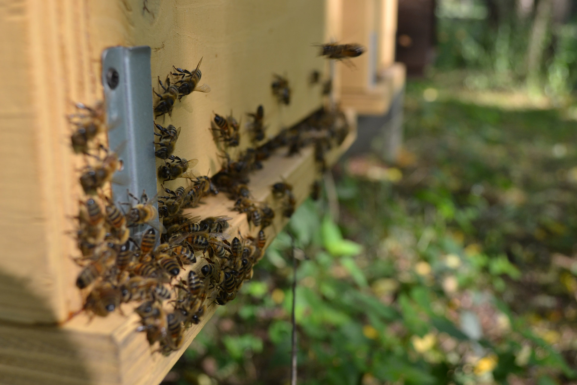 gruppo-apicoltori-riuniti-api.jpg